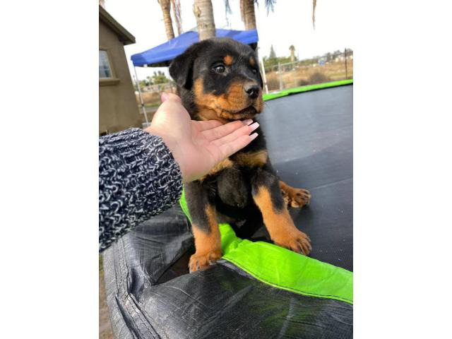 2 months old male rottweiler puppy for adoption