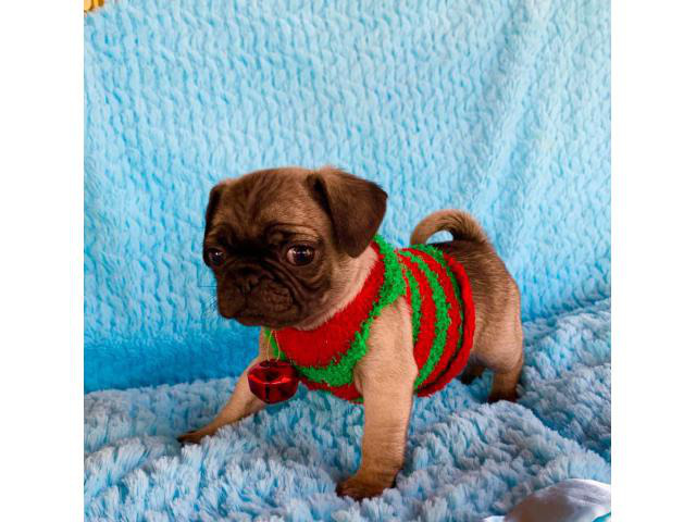 2 females Christmas Pug puppies 8 weeks