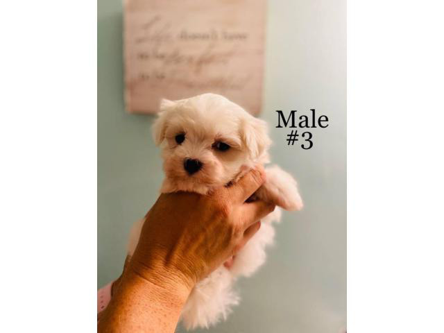 3 Male Morkie Puppies for sale
