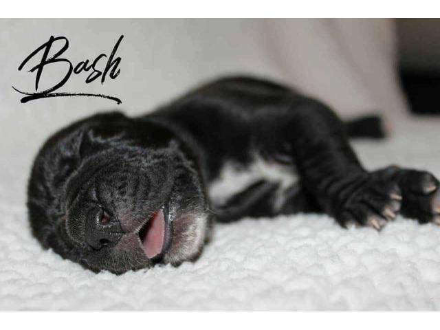 8 Great Dane Puppies available