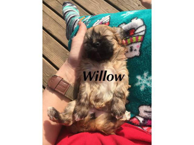 3 Shih-Poo puppies looking for a new home