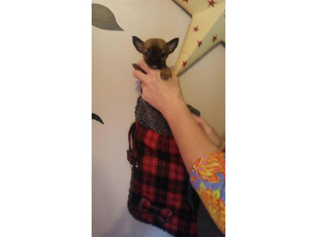 Male Teacup Chihuahua Puppy