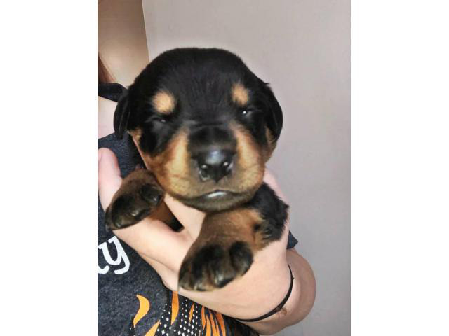 Rottweiler Puppies for sale 2 Boys & 7 Girls Left