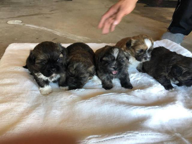 6 Shih Tzu puppies for rehoming