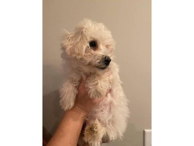 One male Bichon frise puppy left