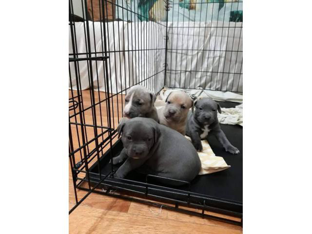 4 females Pit bull puppies are ready to go