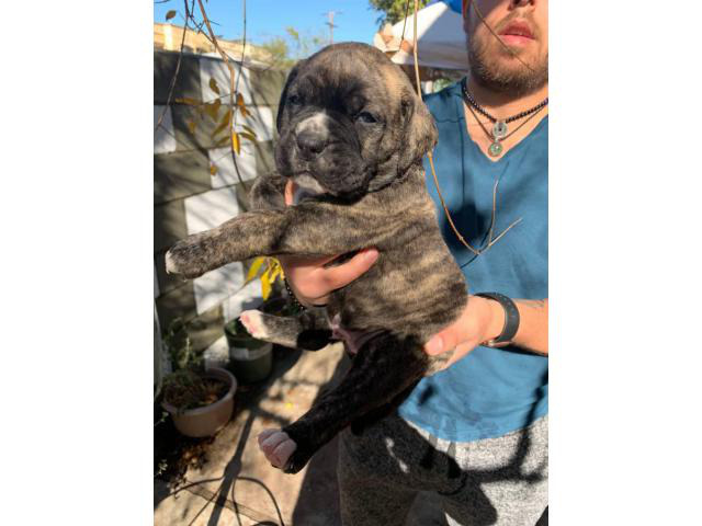 Cane corso boxer mix puppies for adoption