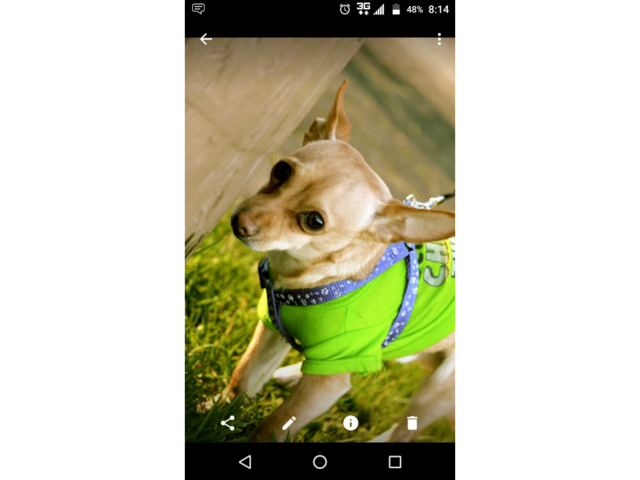 14 week male Chihuahua