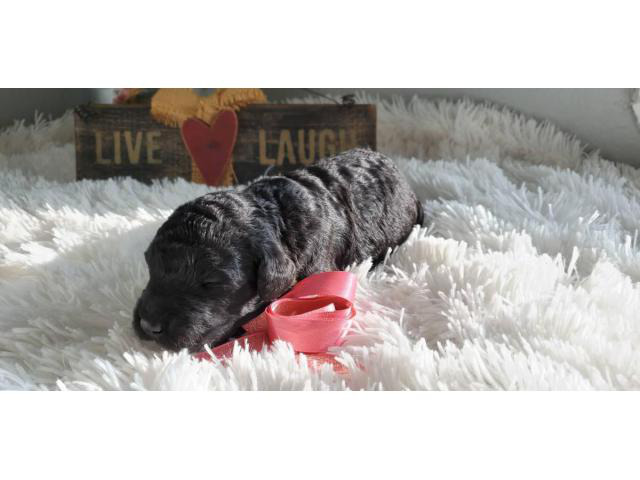 Standard size Goldendoodle puppies