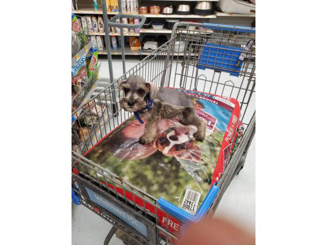 Sweet little schnauzer puppies