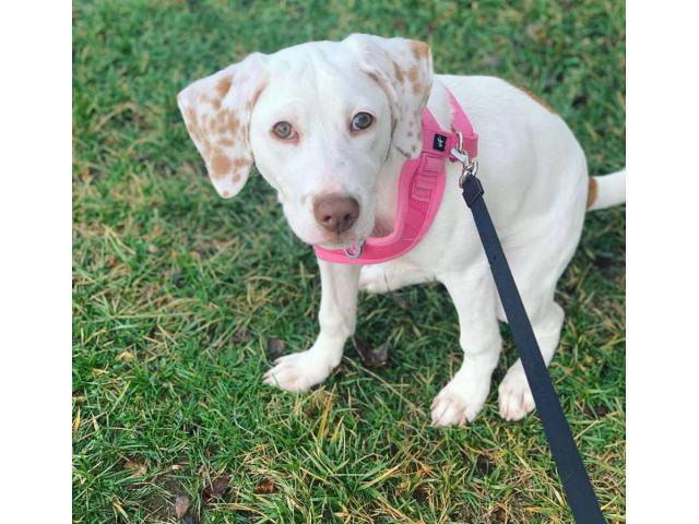 Four months old Aussiedor puppy looking for a loving caring family
