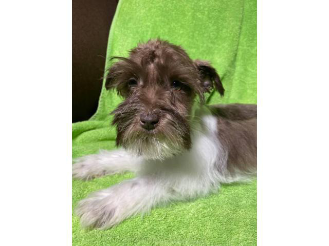 Miniature schnauzer male puppy