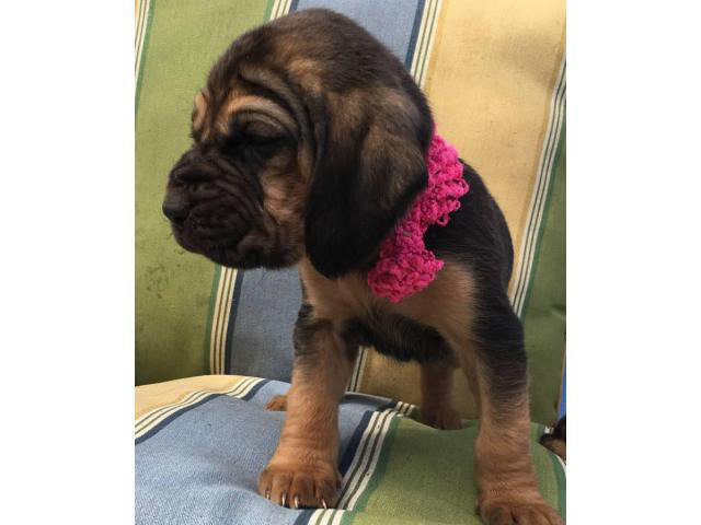 9 full-blooded Bloodhound puppies