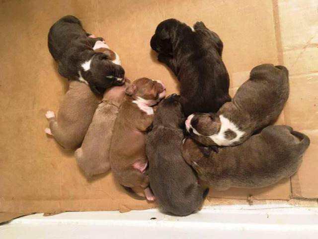 6 American Pit Bull Terrier Puppies For Sale