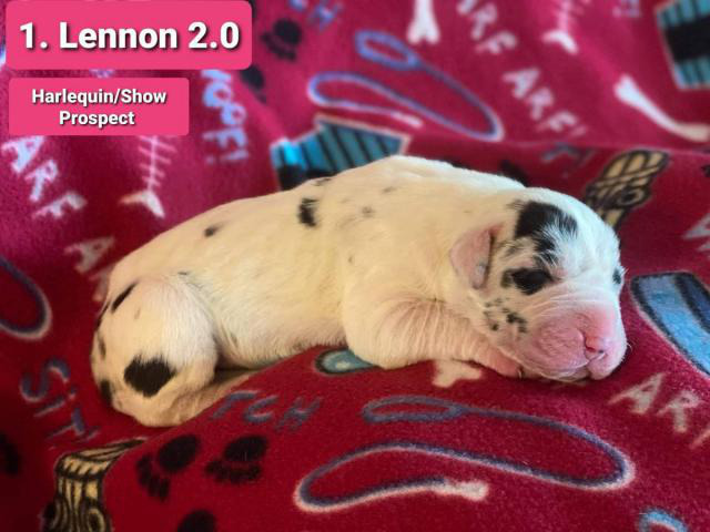 9 Pretty Great Dane puppies for Adoption