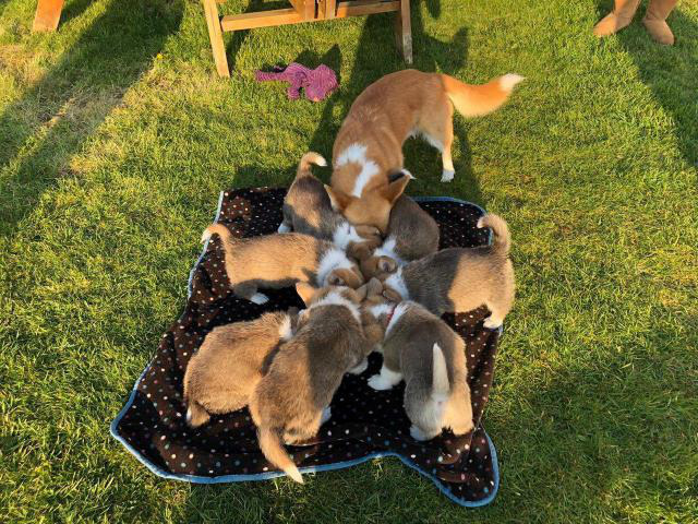 AKC Registered Welsh Pembrokeshire Corgi Puppies for sale