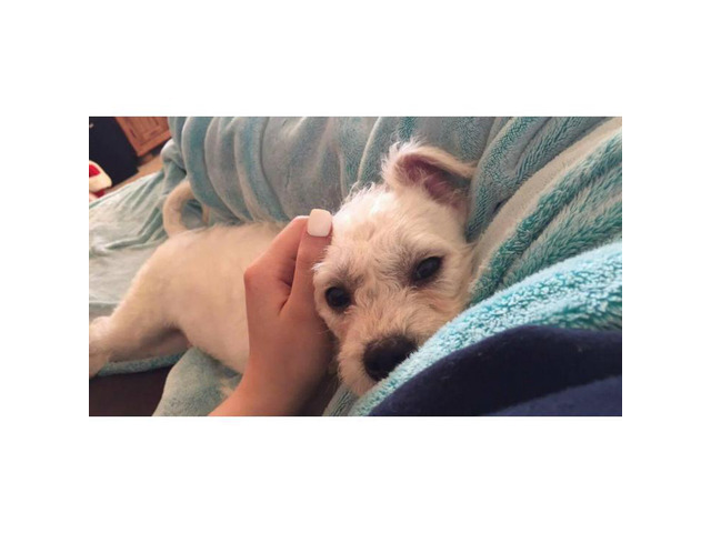 12 weeks old Pushon Puppies for Sale