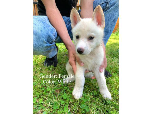 5 beautiful Shepsky puppies