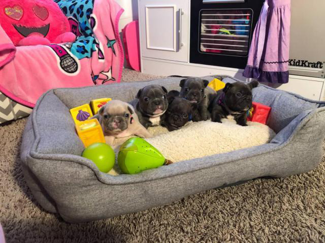 2 beautiful male French bulldog available