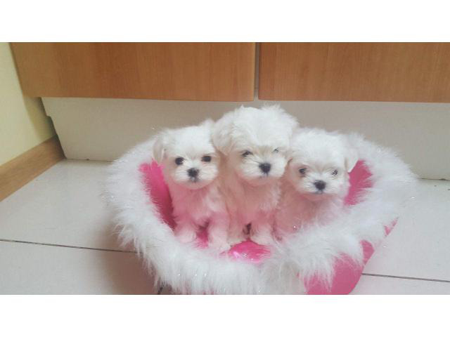 Waiting List Open for teacup maltese puppies