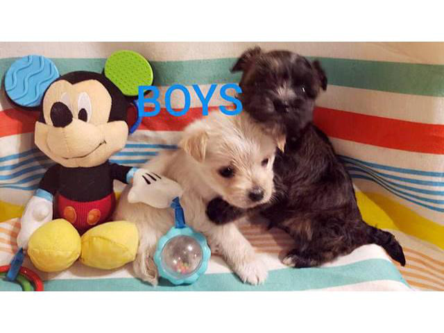 Morkie puppies Males and Females