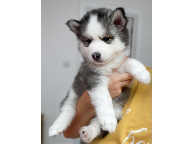 Amazing Pomsky Puppies available now for new homes