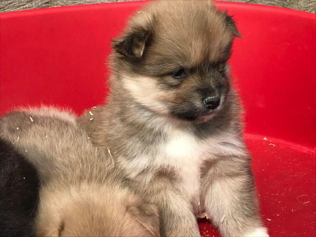 Stunning Pomsky Pups  open now