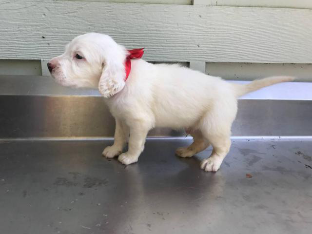 6 Purebred English Setter Puppies Available