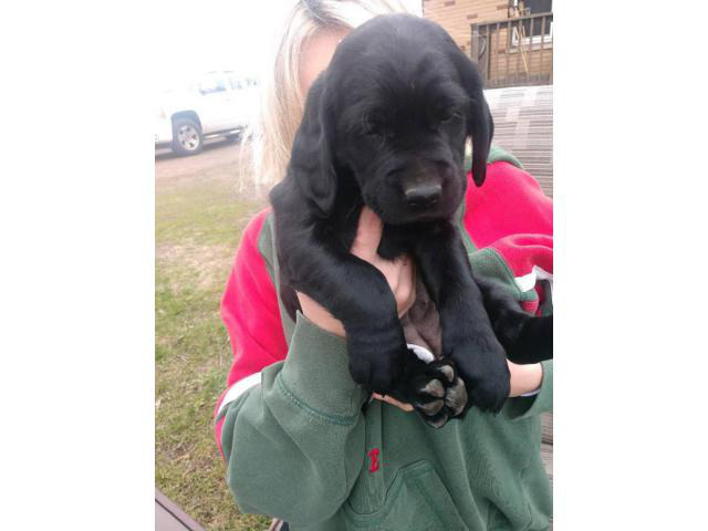 Three Labradane puppies  looking for a new family