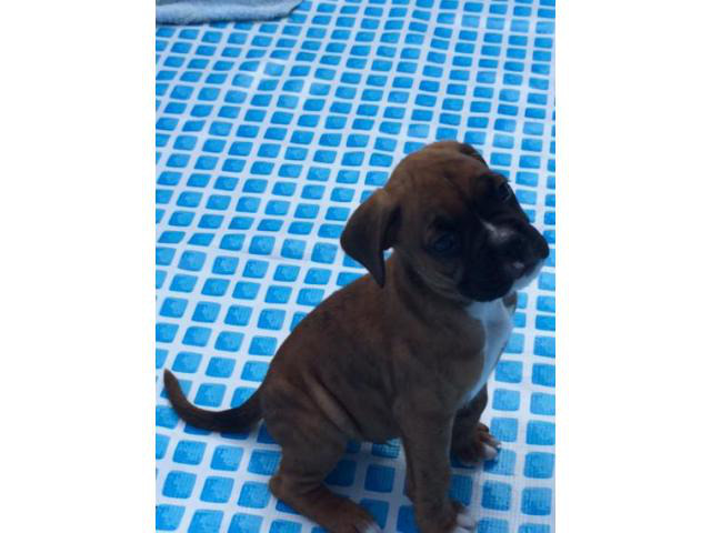 boxer puppies for sale