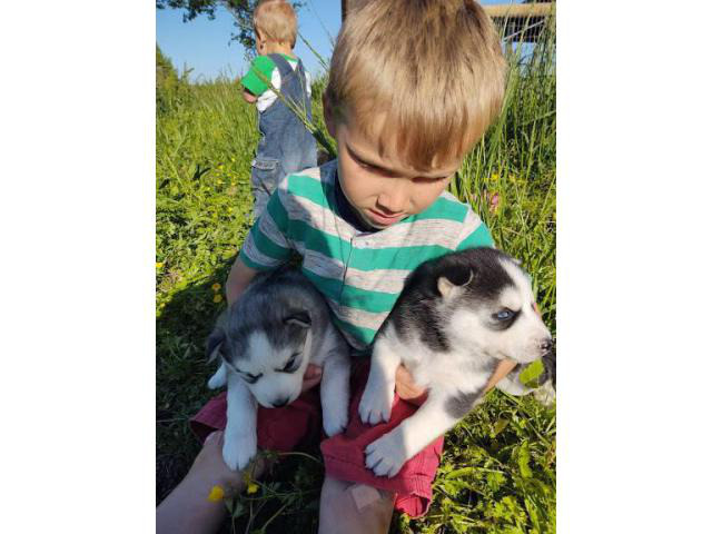 Pretty Siberian Husky puppies ready June 3rd
