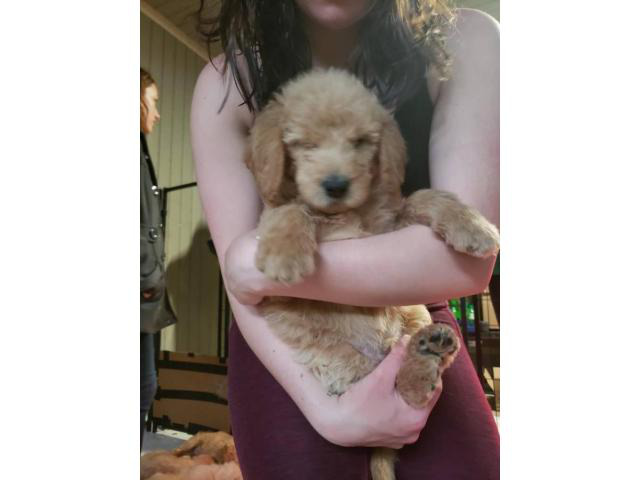 7 Double doodle pups available for sale