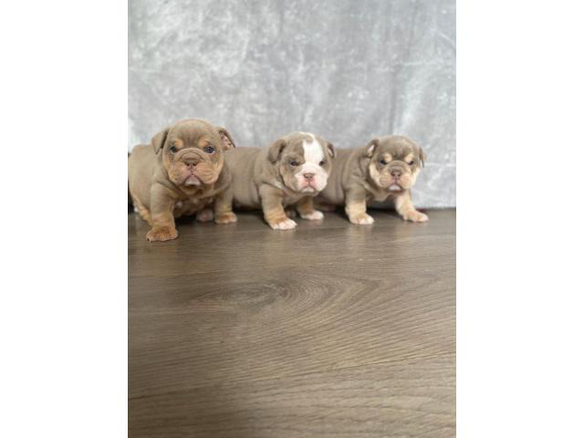 Beautiful English Bulldogs