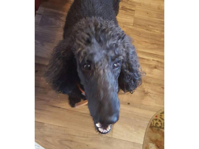 7 years old standard poodle for sale