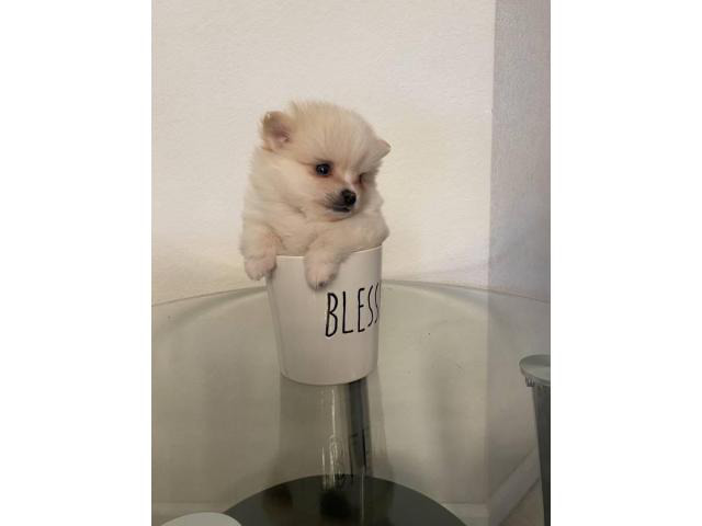 3 cute teacup Pomeranian male puppies