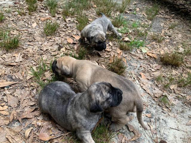 Fawn and brindle Presa Canario puppies available