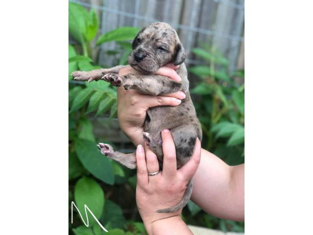 Fabulous Great Dane puppies available for adoption