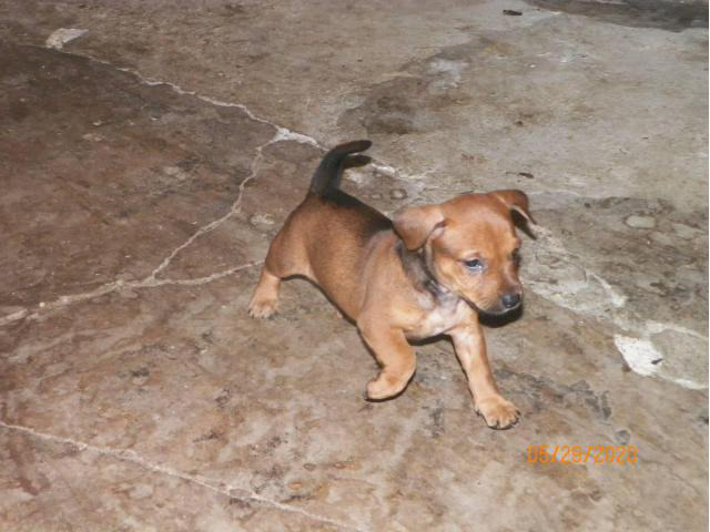 7 Chiweenie puppies in need of good families