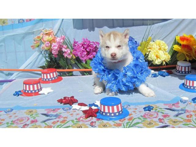 Lovely baby Siberian Husky female puppy