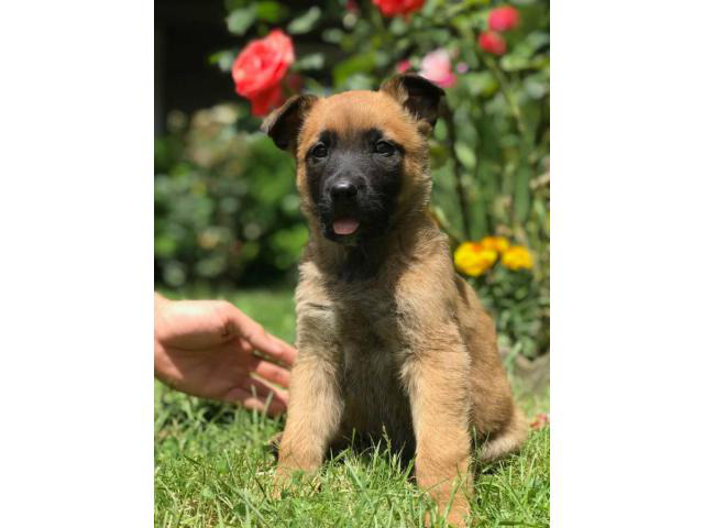 3 females Belgian Malinois Puppies for sale