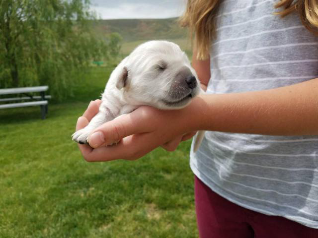 4 boys and 3 girls beautiful golden retriever puppies