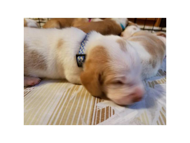 2 Males Basset Hound Puppies for Adoption