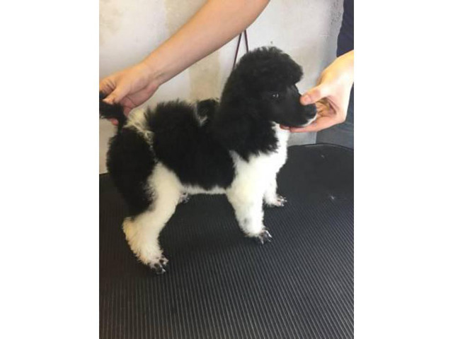 Standard poodle puppies for sale Florida