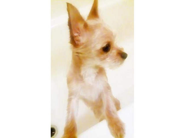Chorkie female puppy for sale