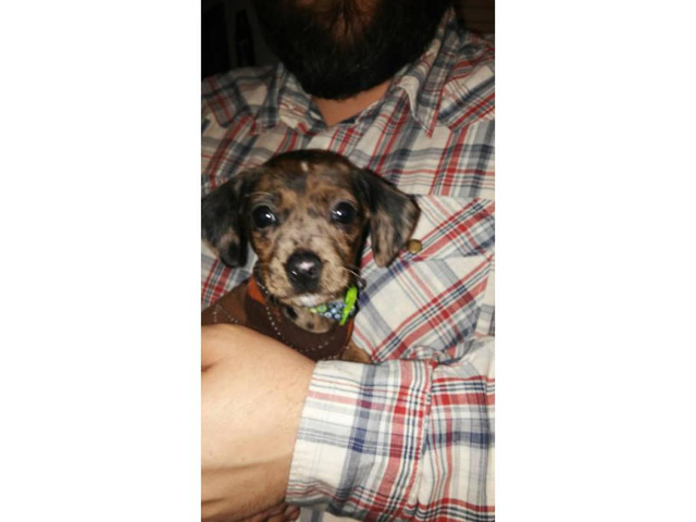 5 months old brindle Chiweenie puppy for sale