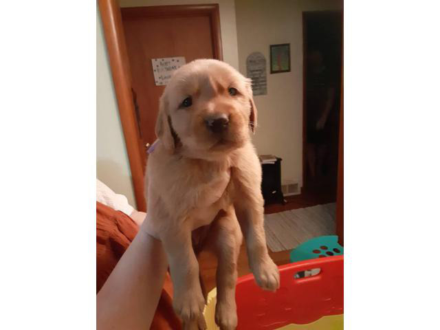 4 females and 1 male golden retriever puppies