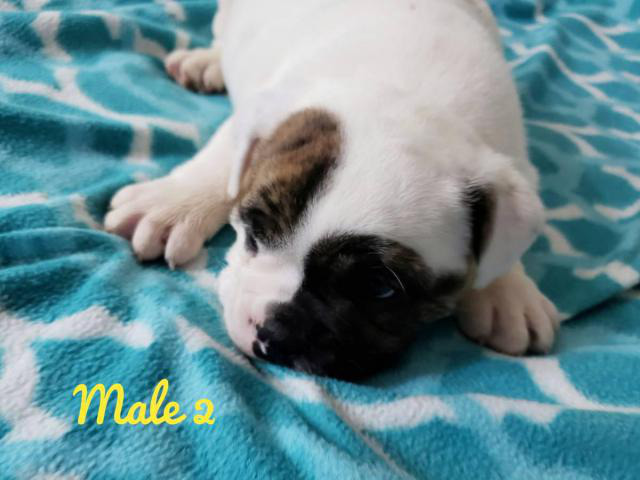 NKC registered English Bulldog puppies for sale
