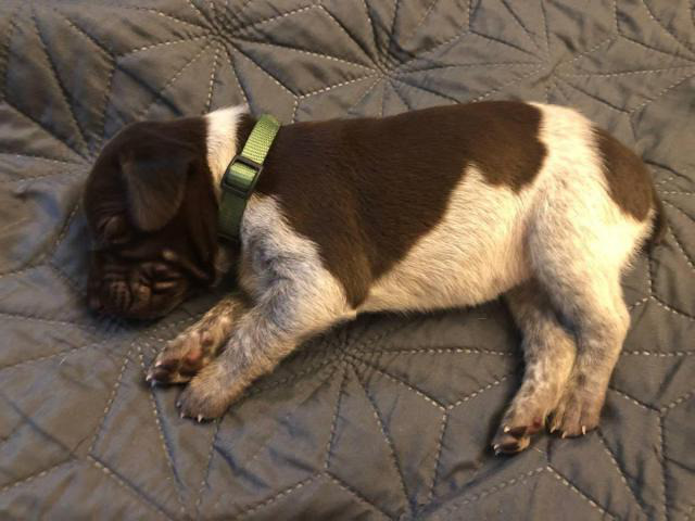 Purebred AKC registered litter of German Short Pointer puppies