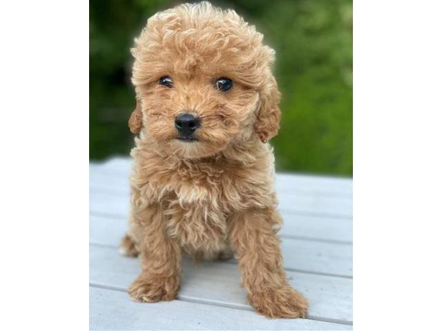sweet home trained cavapoo pups availble