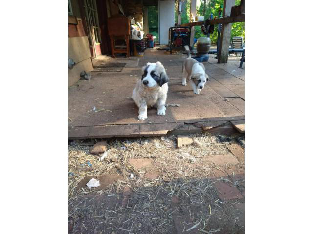 2 males and 2 females Great Pyrenees puppies